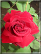 foto Rose